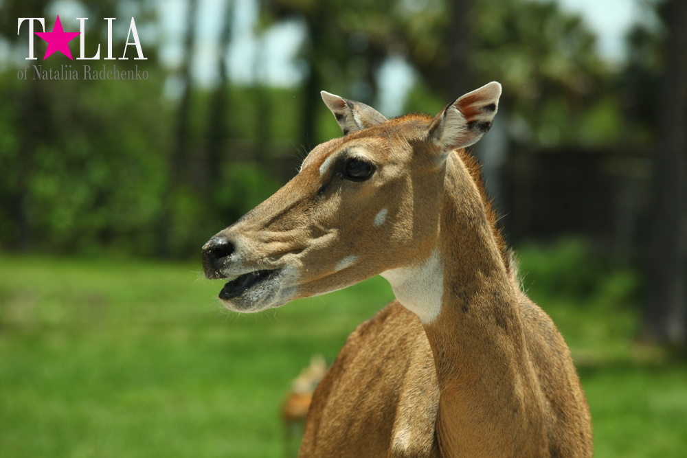 Львиное сафари в Майами (Lion Country Safari) 2 часть